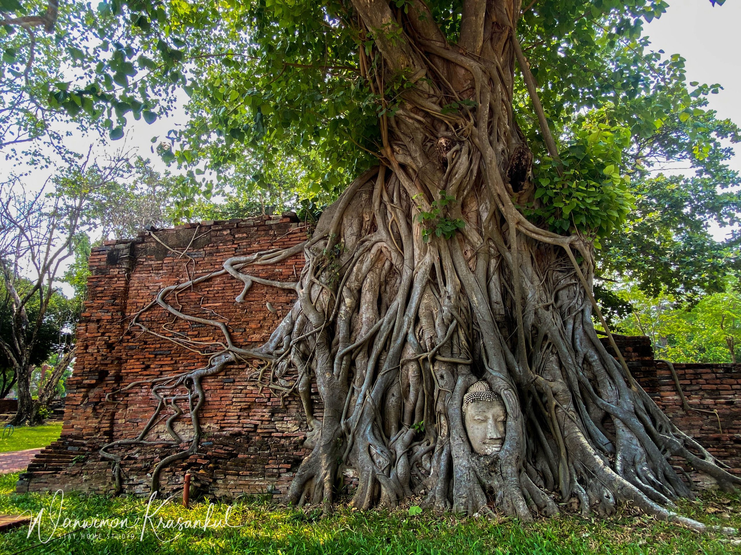BUDDHA HEAD IN TREE ROOTS, WAT MAHATHAT, AYUTTHAYA @oneinoneminute - Google  Maps contribution stories - Local Guides Connect