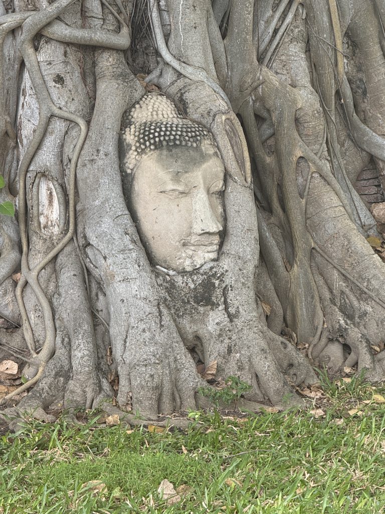 Buddha head in tree