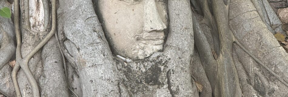 Buddha head in tree