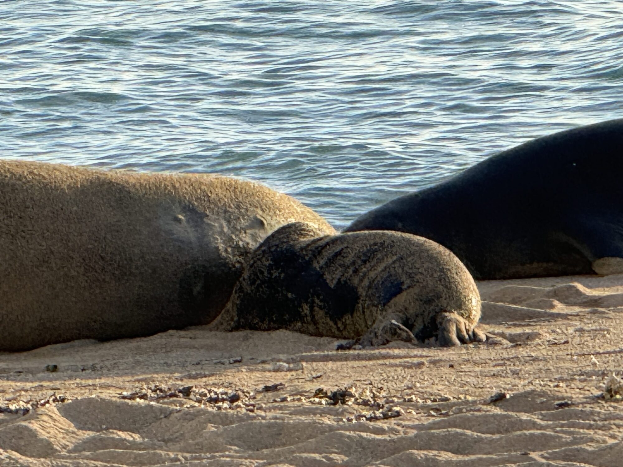 Monk Seals Hawaii