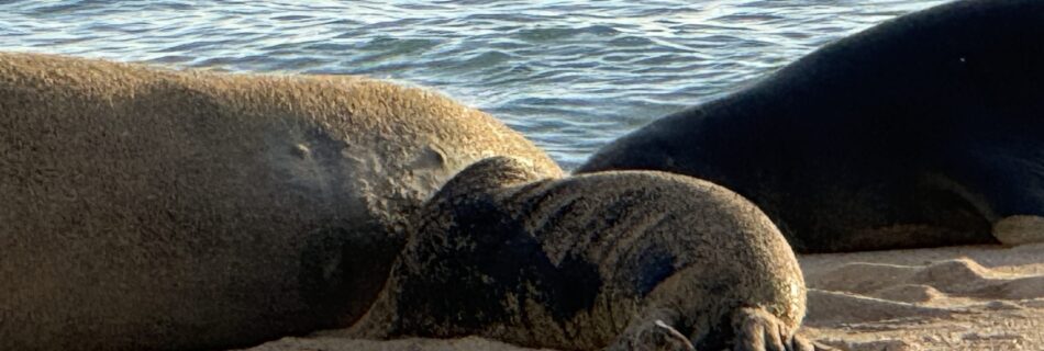 Monk Seals Hawaii