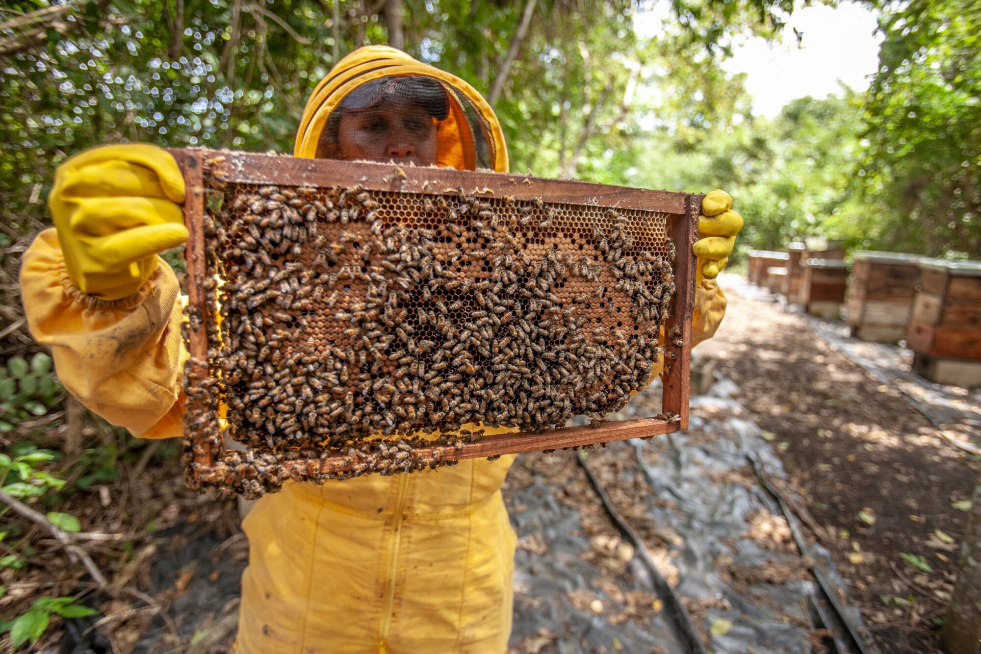 A beekeeper displays a honeycomb frame full of bees in an outdoor apiary, Morroa, Colombia.