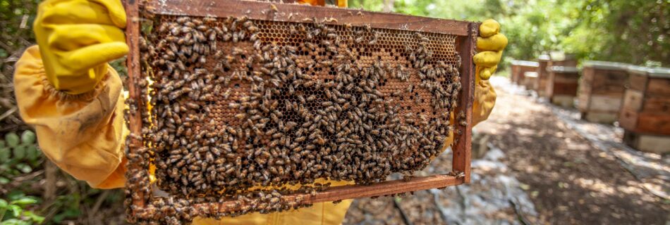 A beekeeper displays a honeycomb frame full of bees in an outdoor apiary, Morroa, Colombia.