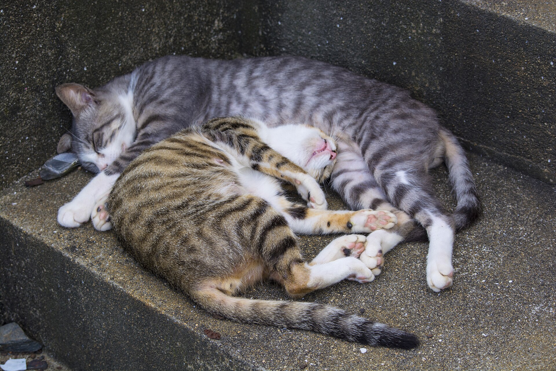 Two cats asleep on a step on Ainoshima